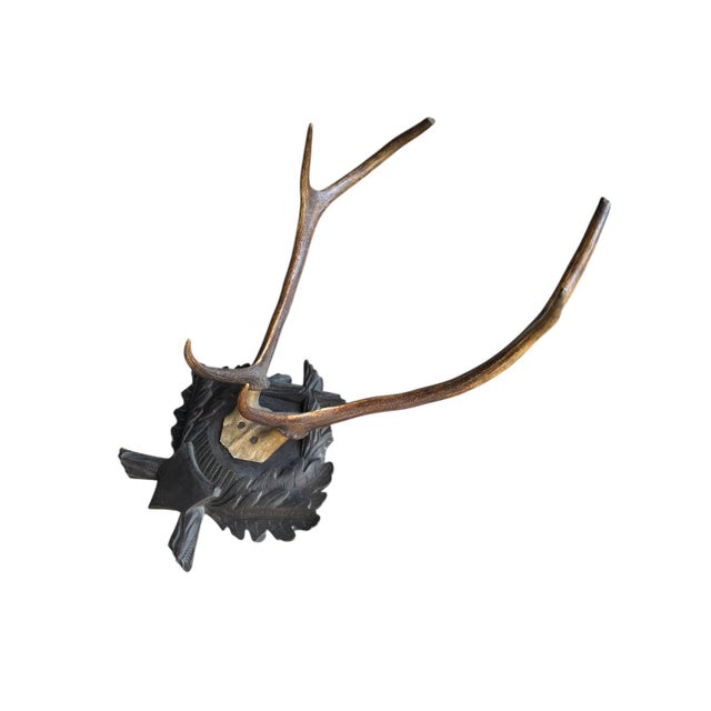 Cabin Large Trophy Black Forest Mount Antler Rack #1 For Sale - Image 3 of 6
