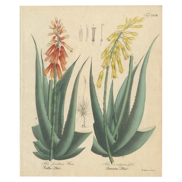Aloe Socotrina & Aloe Vulgaris, 1800s, Paper For Sale - Image 9 of 9