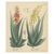 Aloe Socotrina & Aloe Vulgaris, 1800s, Paper For Sale - Image 9 of 9
