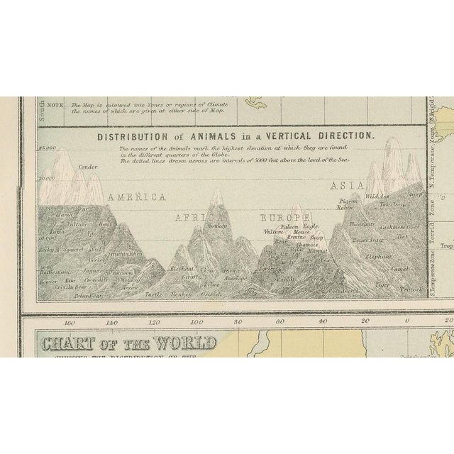 Antique Zoological and Botanical Chart of the World Decorative Map, 1884 For Sale - Image 9 of 11
