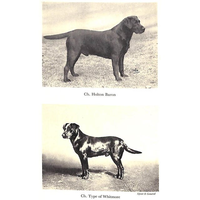 Traditional "The Popular Retriever" 1961 Lorna, Countess Howe For Sale - Image 3 of 12