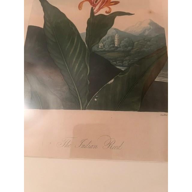 Illustration Early 19th Century Indian Reed - Botanical - Robert John Thorton For Sale - Image 3 of 4