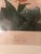 Illustration Early 19th Century Indian Reed - Botanical - Robert John Thorton For Sale - Image 3 of 4