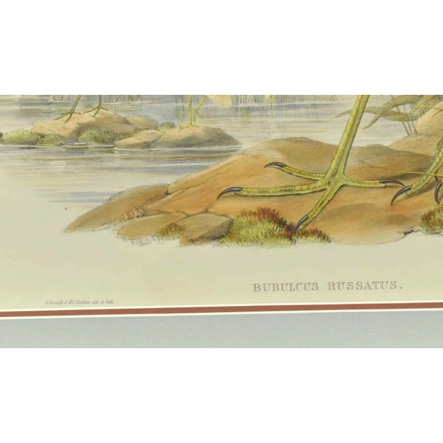 Realism Original Antique John Gould Bubulcus Russatus Color Bird Lithograph Reproduction Print For Sale - Image 3 of 6