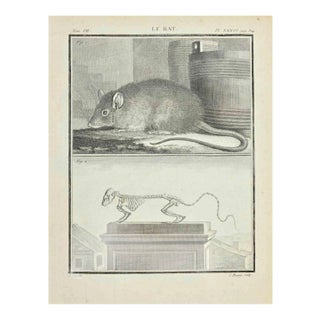 Jacques Baron, Le Rat, Etching, 1771 For Sale