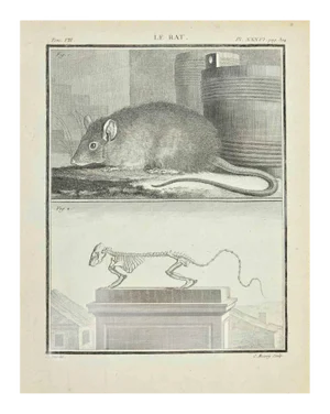 Jacques Baron, Le Rat, Etching, 1771