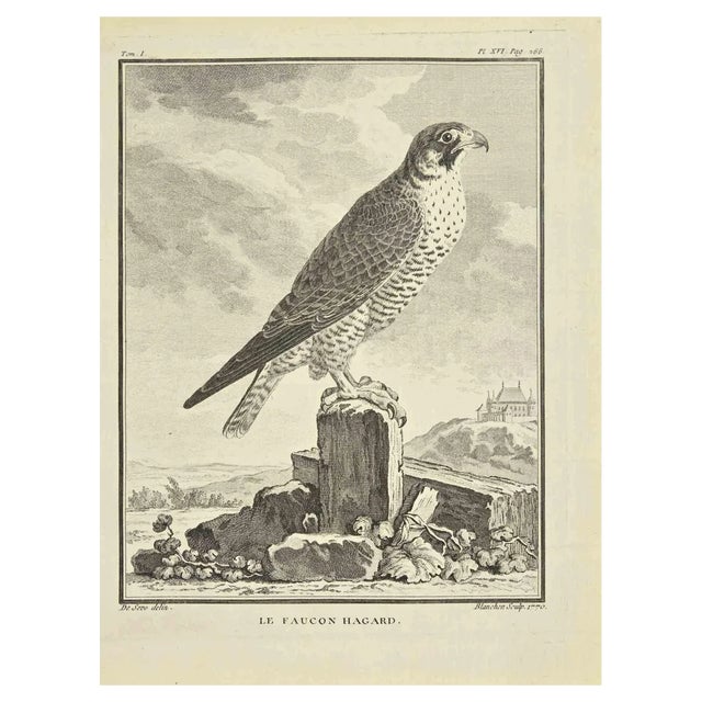 Jacques Blanchon, Le Faucon Hagard, Etching, 1771 For Sale