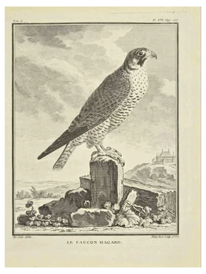 Jacques Blanchon, Le Faucon Hagard, Etching, 1771