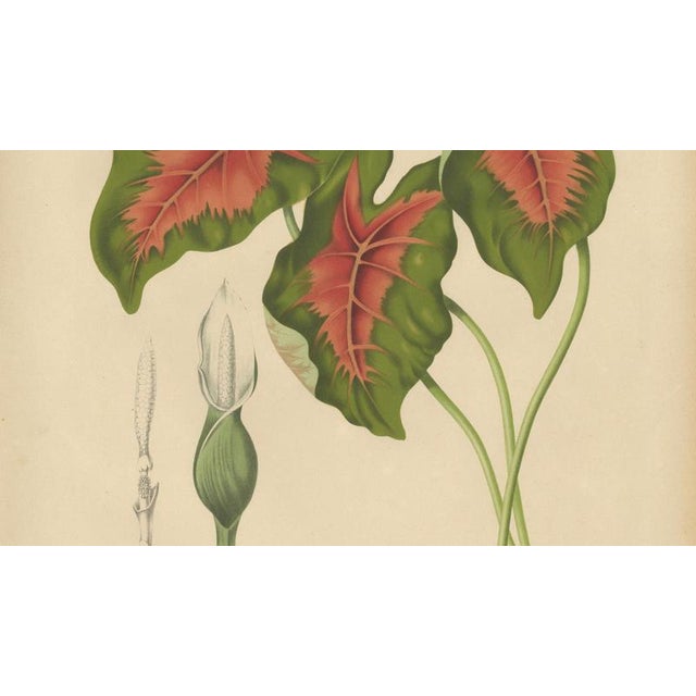 Berthe Hoola van Nooten, Heart of Jesus Caladium, 1880, Chromolithograph For Sale - Image 5 of 11