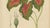 Berthe Hoola van Nooten, Heart of Jesus Caladium, 1880, Chromolithograph For Sale - Image 5 of 11