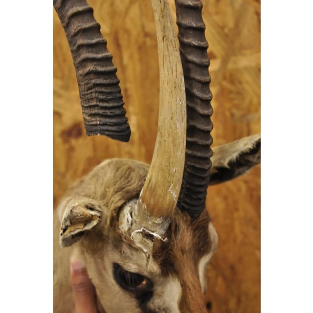 Vintage African Antelope Grant's Gazelle Horn Shoulder Mount Wall Taxidermy For Sale - Image 9 of 12