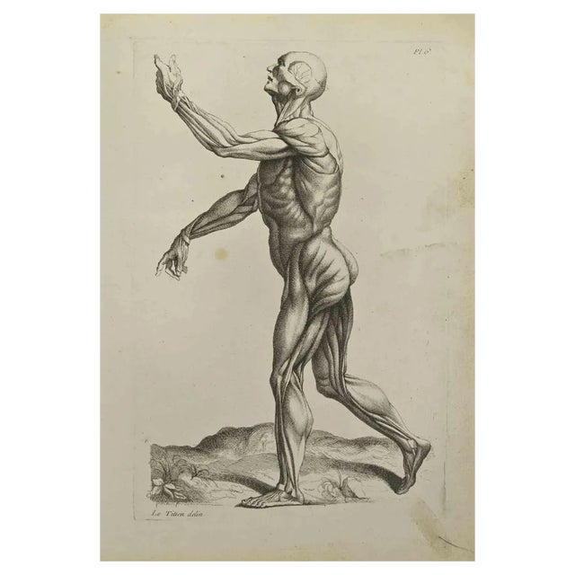 Jean François Poletnich, Anatomy Studies Muscles, Etching, 1755 For Sale