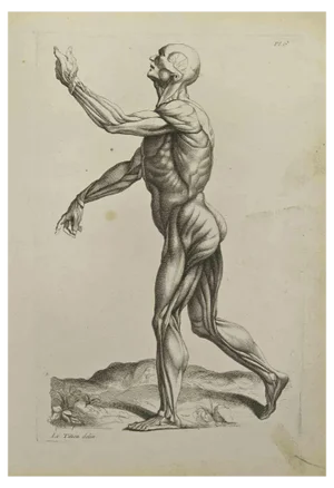 Jean François Poletnich, Anatomy Studies Muscles, Etching, 1755