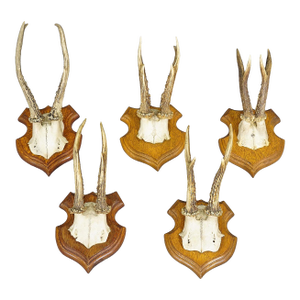 Set of Five Roe Deer Trophies on Carved Plaques Germany Around 1920