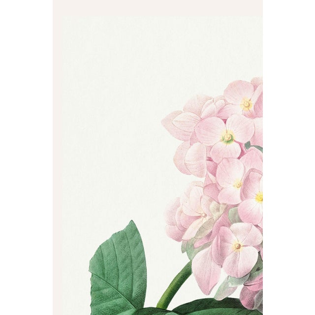 A beautiful example of 19th-century botanical illustration, this vintage art print reproduction features Hydrangea by...
