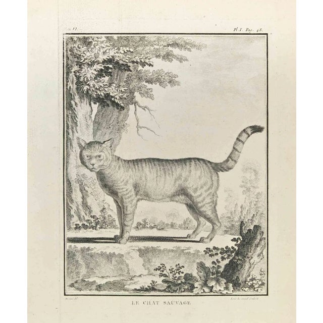 Louis Legrand, Le Chat Sauvage, Etching, 1771 For Sale
