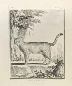 Louis Legrand, Le Chat Sauvage, Etching, 1771