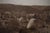 An original vintage photogravure from Edward S. Curtis's landmark The North American Indian. Mescal Camp – Apache is a...