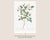 White Rose, Vintage Botanical Art Print Reproduction by Pierre-Joseph Redouté, 20" X 30" For Sale In Buffalo - Image 6 of 11