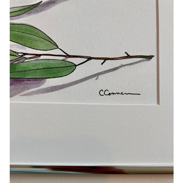 Illustration Framed 1990s Original Watercolor Small Painting “Eucalyptus Sprig” For Sale - Image 3 of 6
