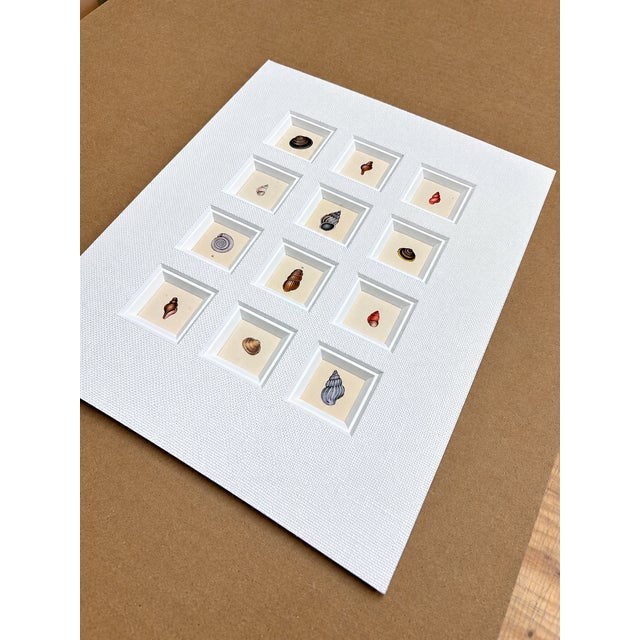 Traditional Seashell Study | Set of 12 Original Prints – Coastal Wall Art | Custom Framed | C. 1840 For Sale - Image 3 of 5