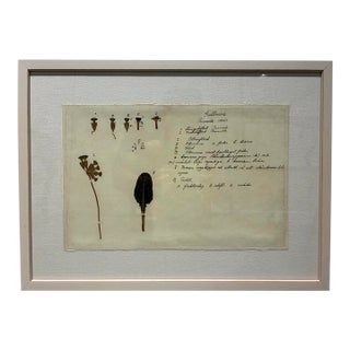 Natural Curiosities Primula Veris Botanical Herbarium Art For Sale