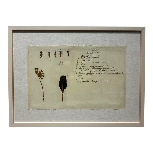 Natural Curiosities Primula Veris Botanical Herbarium Art For Sale