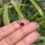 Victorian Victorian Heart-Cut Natural Ruby Bezel Set Solitaire Pendant in 14k Gold For Sale - Image 3 of 15