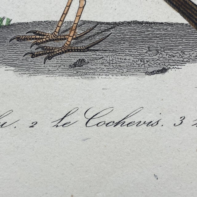 Paper French Antique 18th Century "Le Lulu" Bird Engraving Hand Colored Signed Artwork For Sale - Image 7 of 9