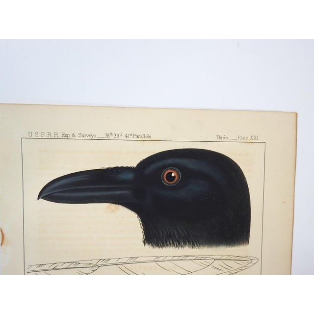 Antique mid 19th century lithograph on paper of crow book plate. Published by the US Pacific Railroad Exploration and...