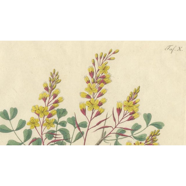 Haematoxylon Campechianum, 1800s, Paper For Sale - Image 3 of 10