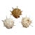 Spondylus Americanus Atlantic Thorny Oyster Shell Trio For Sale