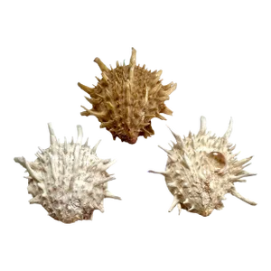 Spondylus Americanus Atlantic Thorny Oyster Shell Trio