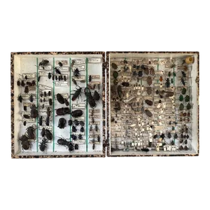 Antique 19th Century Etymologist's Specimen Collection of Beetles Mounted in a Wood Box
