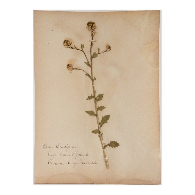 Antique Herbarium - Common Hedge Mustard, Circa 1890 -- 1915 For Sale