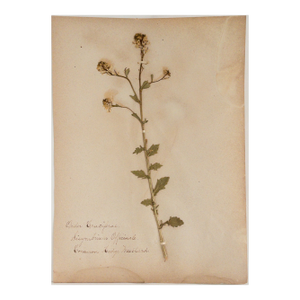 Antique Herbarium - Common Hedge Mustard, Circa 1890 -- 1915