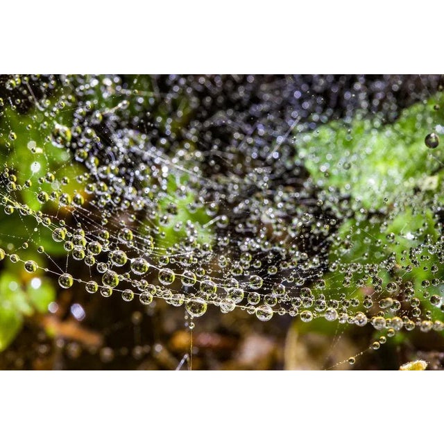 Early 21st Century Sam Thomas, Droplets, 2014, Pigment Print For Sale - Image 5 of 6