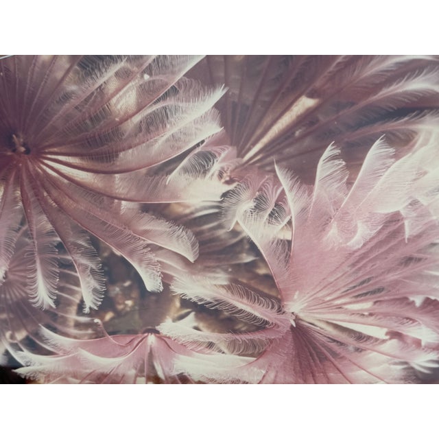 Contemporary David Waselle “Fan Dancers” Signed Artist Proof Underwater Photograph For Sale - Image 3 of 10
