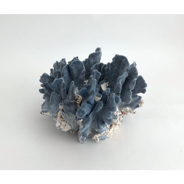 Shell Natural Blue Coral Specimen For Sale - Image 7 of 7