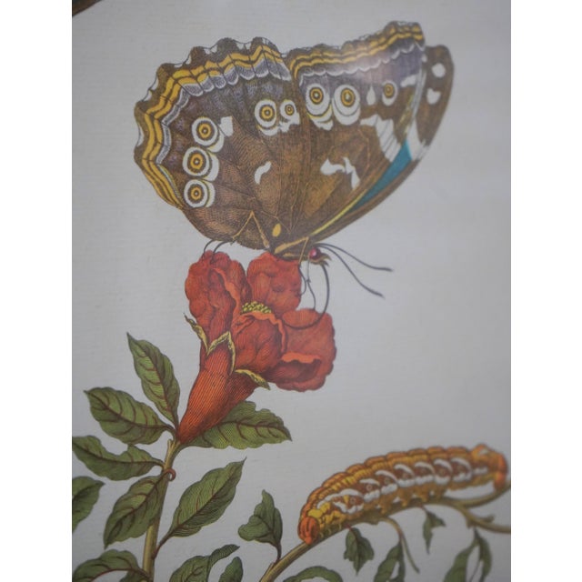 Pair of Vintage Framed & Matted Butterfly Engravings For Sale - Image 4 of 8