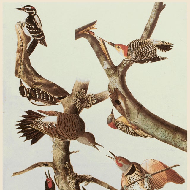 Farmhouse 1966 Vintage Cottage Print "Sapsucker, Flicker and Woodpeckers" After John James Audubon For Sale - Image 3 of 7