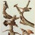 Farmhouse 1966 Vintage Cottage Print "Sapsucker, Flicker and Woodpeckers" After John James Audubon For Sale - Image 3 of 7