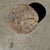 1980s Small Side Table in Petrified Wood, 1980s For Sale - Image 5 of 18