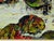 2010s Maya Eventov Untitled Oil on Canvas With Beautiful Custom Frame Me082211-02 For Sale - Image 5 of 7