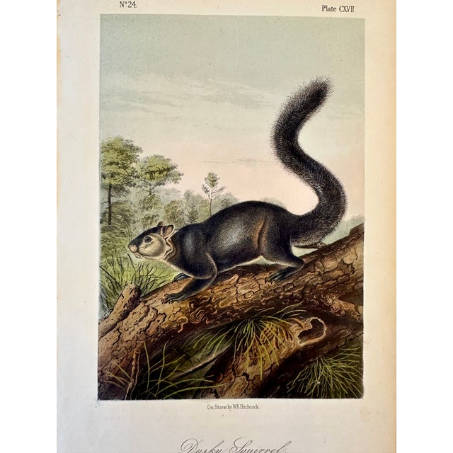 American Dusky Squirrel by John James Audubon, 1st Edition Octavo, 1842 For Sale - Image 3 of 3