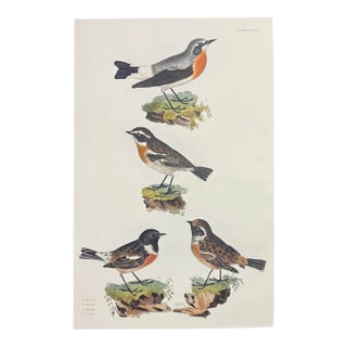 John Selby Songbirds Hand Colored Engraving For Sale