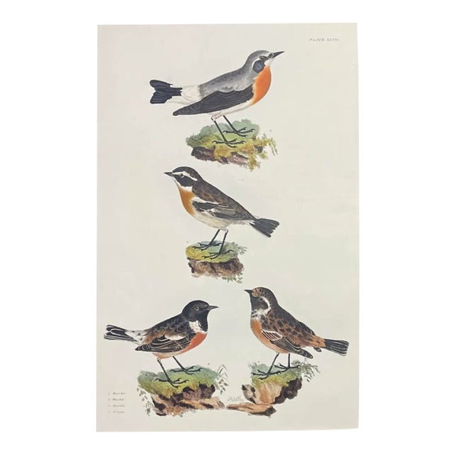 John Selby Songbirds Hand Colored Engraving For Sale