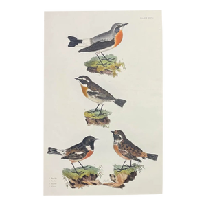 John Selby Songbirds Hand Colored Engraving