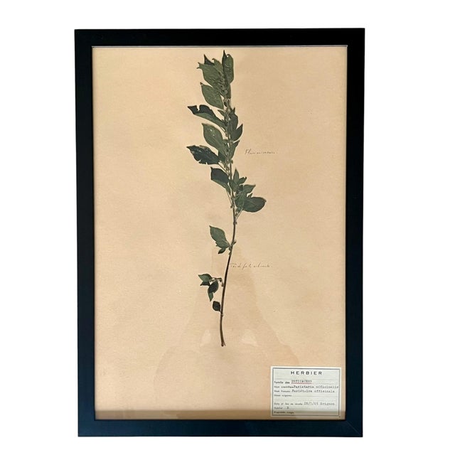 French Provincial 1965 French Herbarium Botanical Specimens – Set of 9 Custom Framed Pressed Botanicals For Sale - Image 3 of 18
