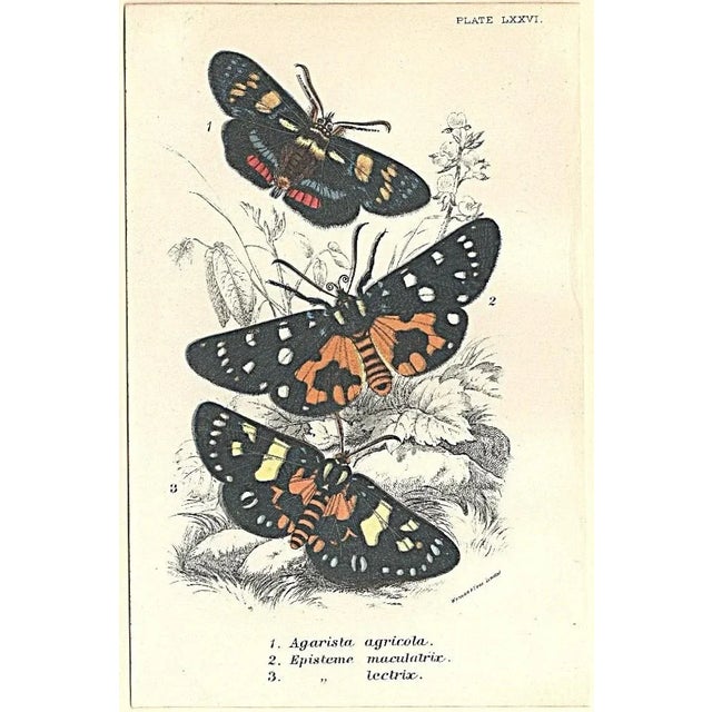 Traditional 1896-97 Set of 2- Antique Butterfly Botanical Chromolithographs For Sale - Image 3 of 5